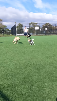 Dog Run at Wantagh Park